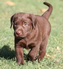Serenity ranch kennels charges different fees for the puppies depending on the color and the bloodline (limited registration only). Dwarf Labrador Retriever Labrador Retriever Puppies For Sale In Arizona Labs Pups Labrador Retriever Labrador Retriever Puppies Labrador