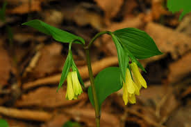 Image result for Colchicaceae