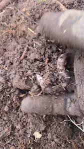 Image result for Vangueria monteiroi