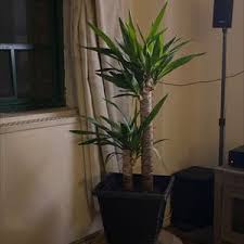 Image result for yucca gigantea en casa