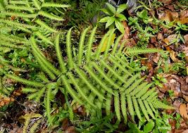 Image result for Amblovenatum opulentum