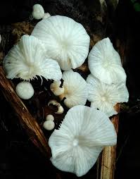 Bbb accredited business · in business since 1974 Smartphone Photography Mushrooms A Regional Specialty Hive