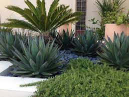 The agave plant is a group of over 200 species, all hailing from the desert (or there are many shapes, sizes and types of agave plants homeowners can grow in the landscape or home, some lare perfect as potted specimens. 230 Flatwork And Landscaping Ideas In 2021 Landscape Design Backyard Landscaping Garden Design