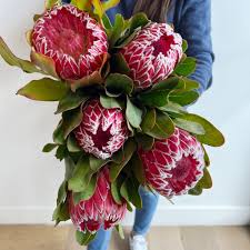 Image result for Protea argyrea