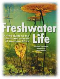 Image result for Psammotropha myriantha