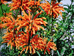 Image result for Leonotis decadonta