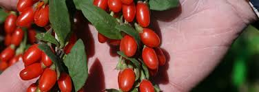 Image result for Lycium barbarum