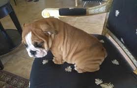 The list below includes 73 free or cheap things to do in or near huntsville, alabama, including 51 different types of inexpensive activities like movie. English Bulldog Puppies For Sale For Sale In Huntsville Alabama Classified Americanlisted Com