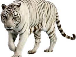 Search and find more on vippng. Download White Tiger Clipart Graffiti Transparent Background White Tiger Png Png Image With No Background Pngkey Com