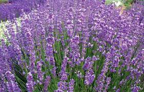 Twickel Purple 75cm Excellent Fragrance Long Purple Flowers With Green Grey Foliage 75cm Lavender Plant Lavender Plants For Sale Country Garden Flowers