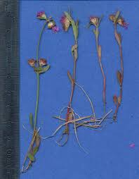 Image result for Nesaea erecta