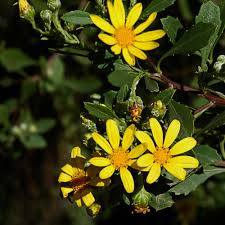Image result for Chrysanthemoides monilifera