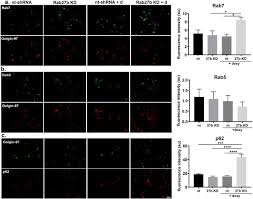 Rab27b Regulates The Release Autophagic Clearance And Toxicity Of Alpha Synuclein Biorxiv