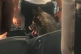 Dog Sneaks Out and Attends Metallica's SoFi Stadium Concert