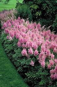 Astilbe How To Plant Grow And Care For Astilbes Plants Flower Garden Shade Plants