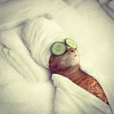 Sleeping Beauty Funny Animal Pictures Funny Cats Cute Animals