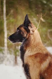 Puppypwd Cold By Zolfyer Kopek Turleri Kopek Hayvanlar