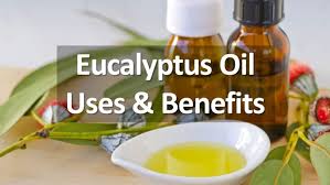 Are you looking for an essential oil that will help to boost your immune system, protect you from a variety of infections and relieve respiratory conditions? Eucalyptus Oil Essential Oil Uses Benefits Side Effects