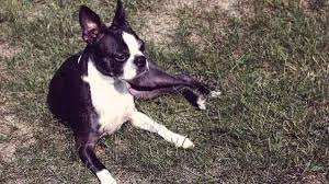Best Dog For Senior Citizens | A Place For Mom