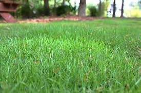 The epithet tenuifolia is commonly used to describe plant specimens in mascarene islands and zoysia tenuifolia is also called mascarene grass. All About Zoysia Sod Sod University Sod Solutions