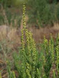 Image result for Acalypha psilostachya