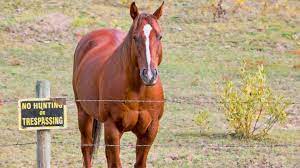 Quarter Horses Are They A Good Breed For Beginner Riders