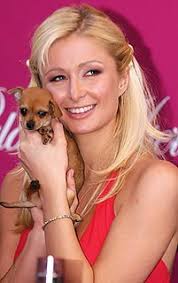 Some time ago, paris hilton revealed that she had 17 dogs on the ellen degeneres show. Paris Hilton With Tinkerbell The Chihuahua Chihuahuacat77 Flickr