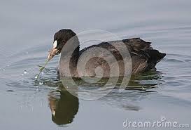 Black Water Bird With White Stripe On Head Common Coot Is Swimming In Lake Water Blade Of Grass In Mouth Suppressed The White Colour Of The Birds Beak And Body Colour Is G Lake Water Birds Bird Beaks