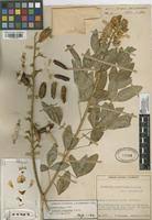 Image result for Crotalaria micans