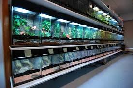 Exo Terra Room Reptile Room Reptile Tank Animal Room