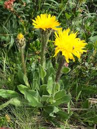 Image result for Hypochaeris