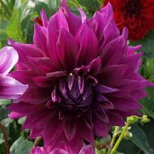 We did not find results for: Dahlia Geant Thomas Edison Grandes Fleurs Grosse Fleur Fleurs