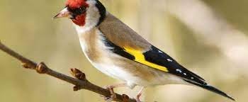 معلومات عن طائر الحسون animals bird