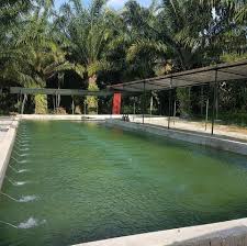 Kolam Pancing Udang Galah Batu 8 Telah Kolam Pancing Udang Galah Batu 8 Facebook