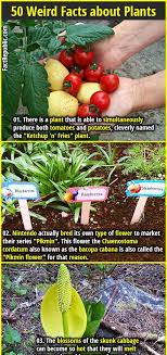 Some flowers, such as the lotus, have religious or historical significance. 50 Weird And Interesting Facts About Plants Fact Republic Facts About Plants Plants Weird Facts