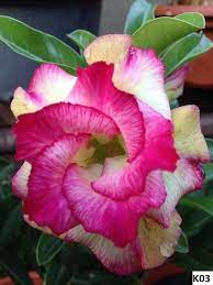 Pin On Flores