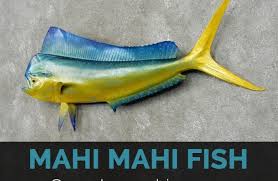 Season fish on both sides with salt and pepper. Mahi Mahi Fish Facts Health Benefits And Nutritional Value
