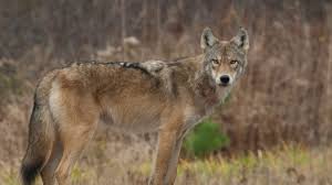 Wolf Coyote Coywolf Understanding Wolf Hybrids Just Got A