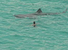 Altro nome dello squalo gigante. Cetorhinus Maximus Wikipedia