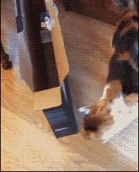 Tap to play or pause gif. Animal Gifs If It Doesn T Fit I M Still Gonna Sit Funny Cat Videos Funny Cat Pictures Funny Animals