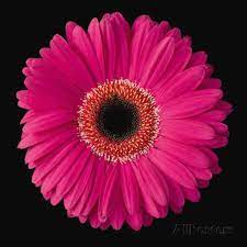 Gerbera Daisy Pink Poster By Jim Christensen Pink Gerbera Daisy Petals Gerbera