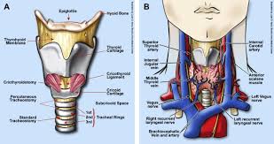 Surgical Tracheotomy Atlas Of The Oral And Maxillofacial Surgery Clinics Of North America