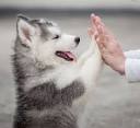 Baby Husky Puppies – Siberian Husky Puppies For Sale