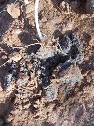 Image result for Cucumis humifructus