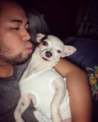 My dad, his vodka and his chihuahua ❤