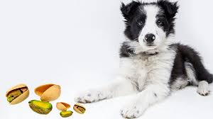 Don't miss out on the perfect companion to life with a purrfect friend. Can Dogs Eat Pistachios Treatments For The Toxicity Petmoo