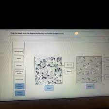 Serve to protect the internal organs from injury. Drag The Labels Onto The Diagram To Identify The Tissues And Structures Reset Help Central Brainly Com
