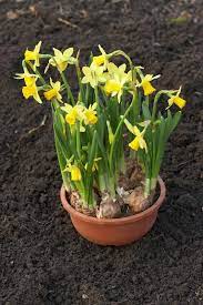 Transplanting Container Grown Daffodils How To Transplant Daffodils To The Garden