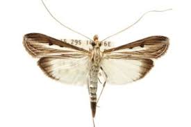 Image result for Euclasta