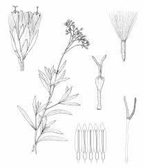 Image result for Stomatanthes